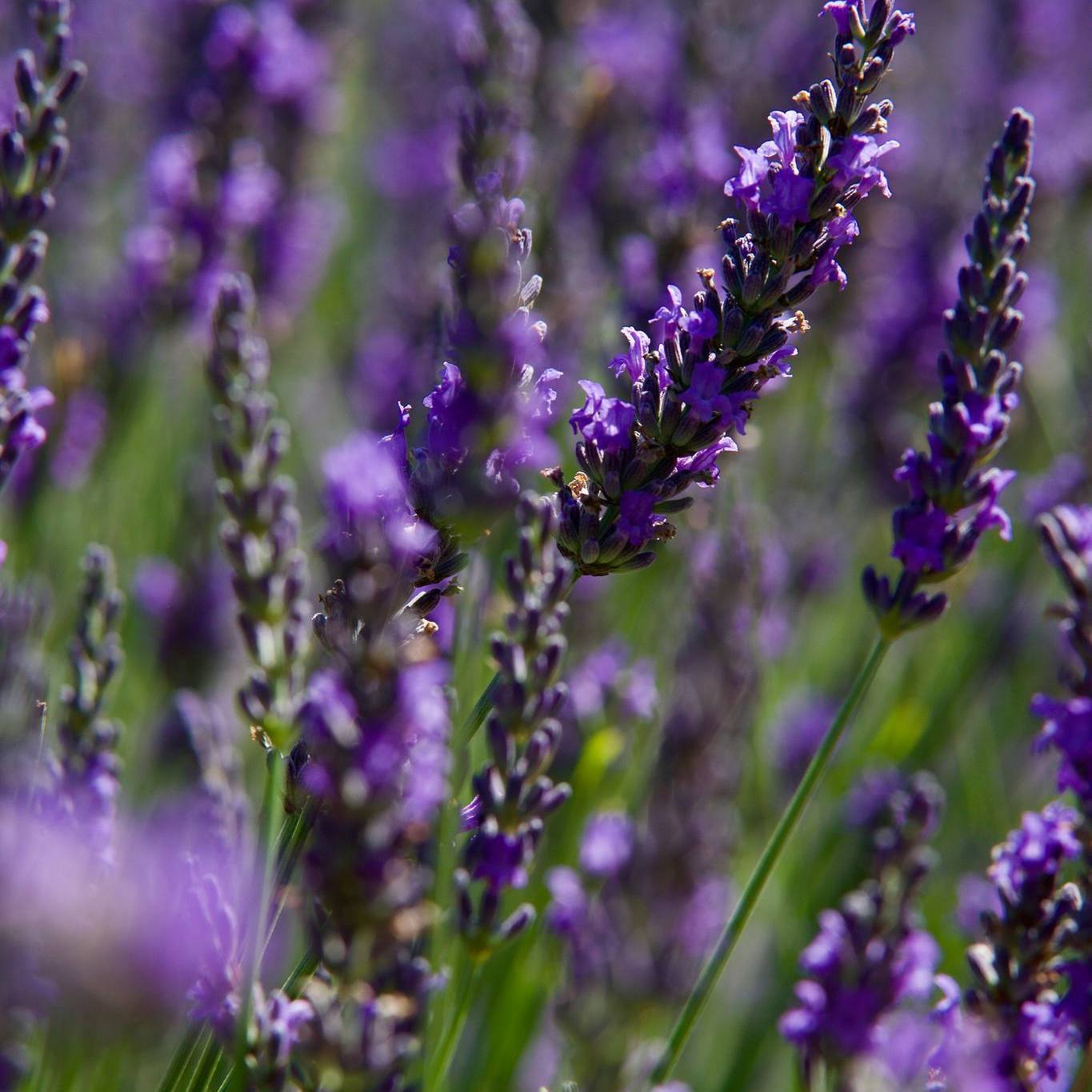 Denis Di Russo - Hypnothérapeute à Aix en Provence et Manosque